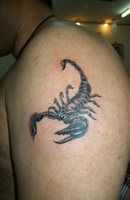 Scorpion, Snake, Lizard, Insect Tattoo